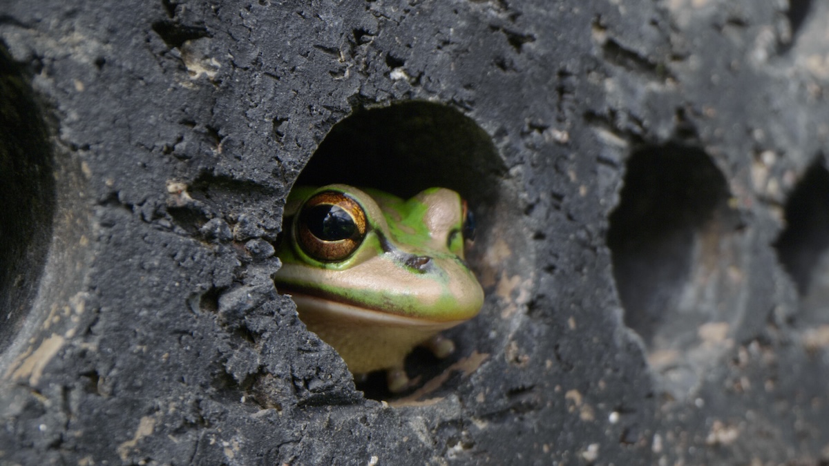 Frog peeking out of hole in block.