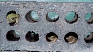 Frogs in block with holes.