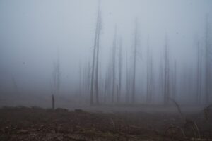 Mist on the forest.