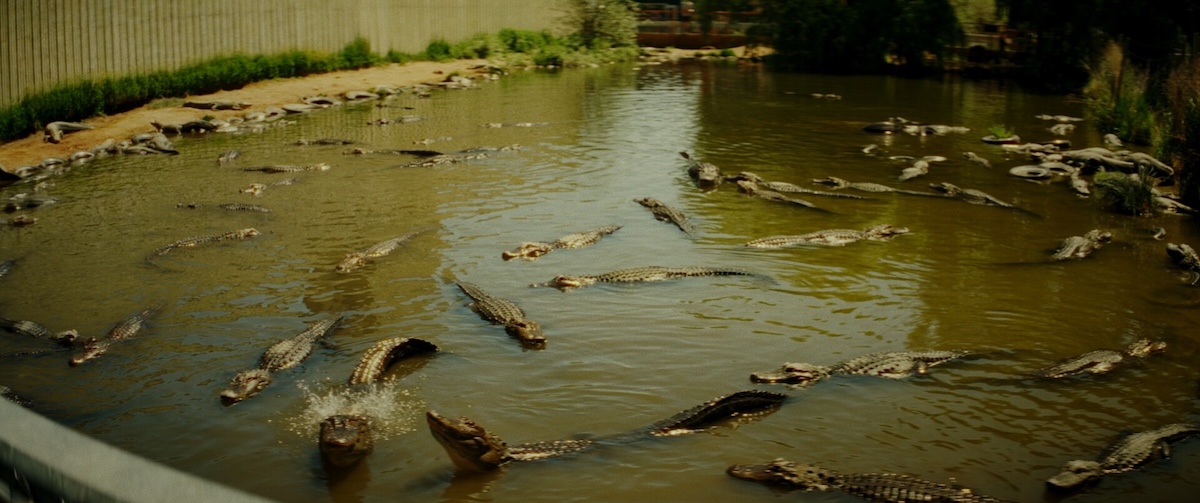 A large number of alligators in a pool.