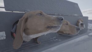 Dogs barking from truck.