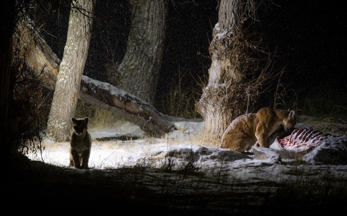 Lion eating and cub looking forward.
