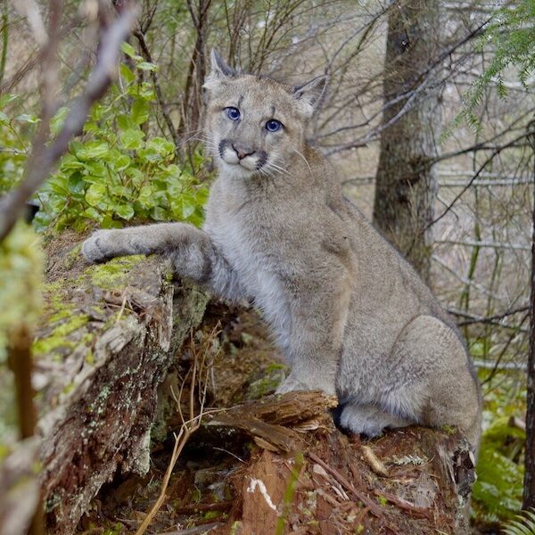 Lion outside looking forward.