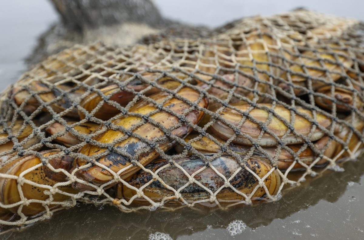 Clams in net.