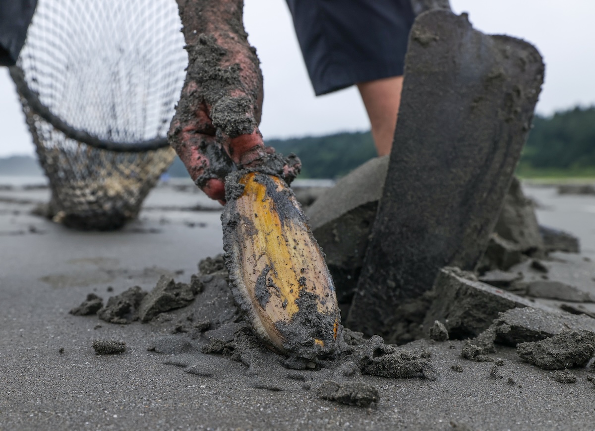 Person pulling clam from sand.
