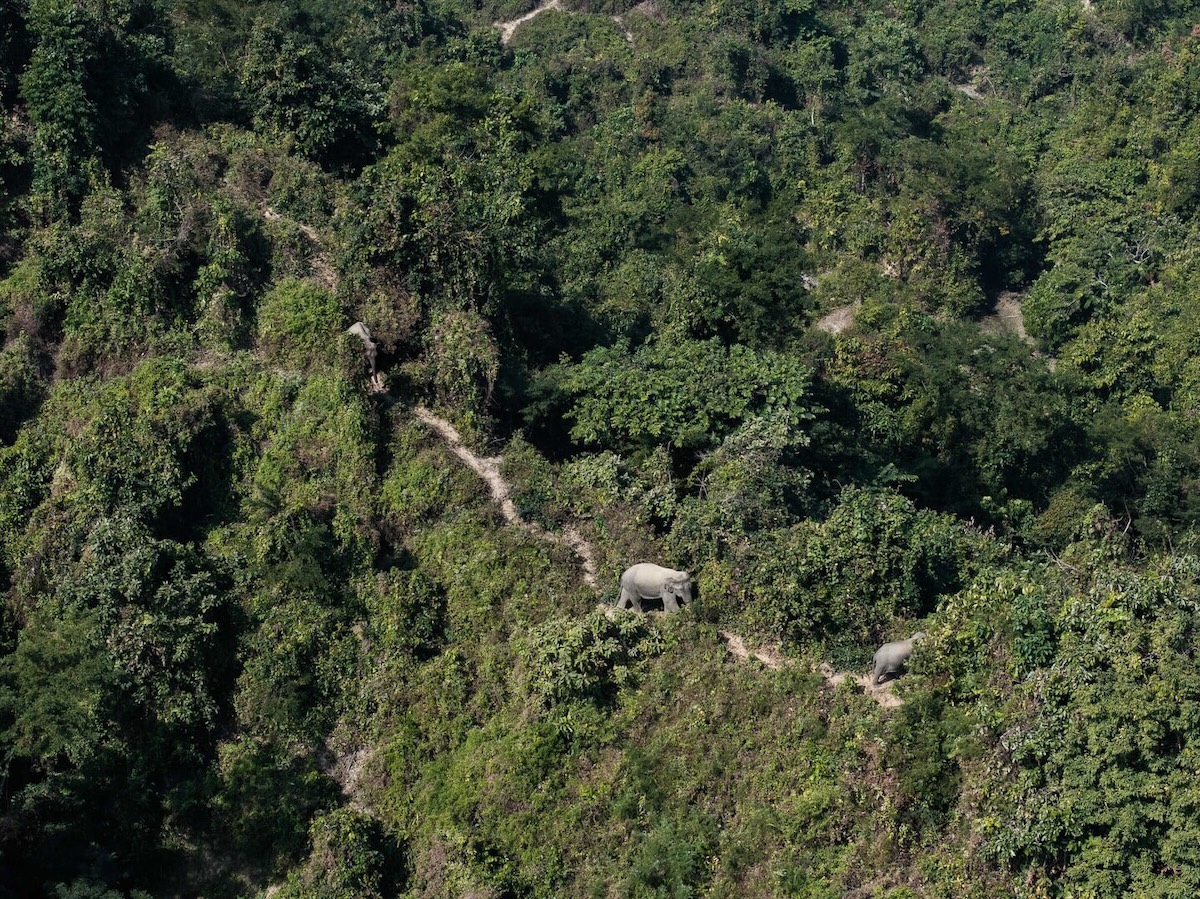 Elephants on trail in forest.