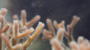 Coral underwater.