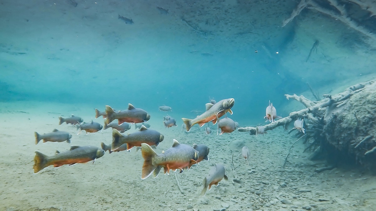 Group of colorful fish in water.