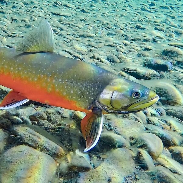 Colorful fish in water.