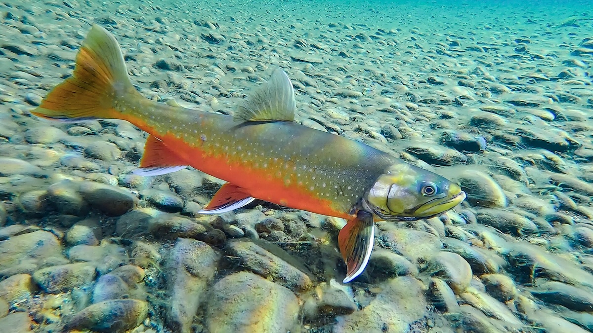 Colorful fish in water.