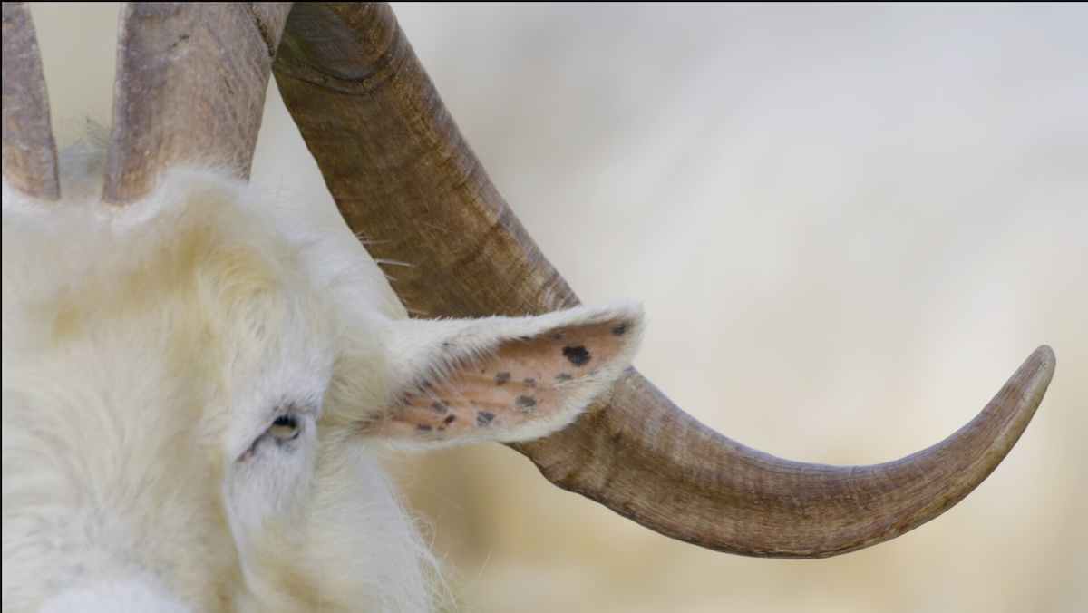 Close up of goat.
