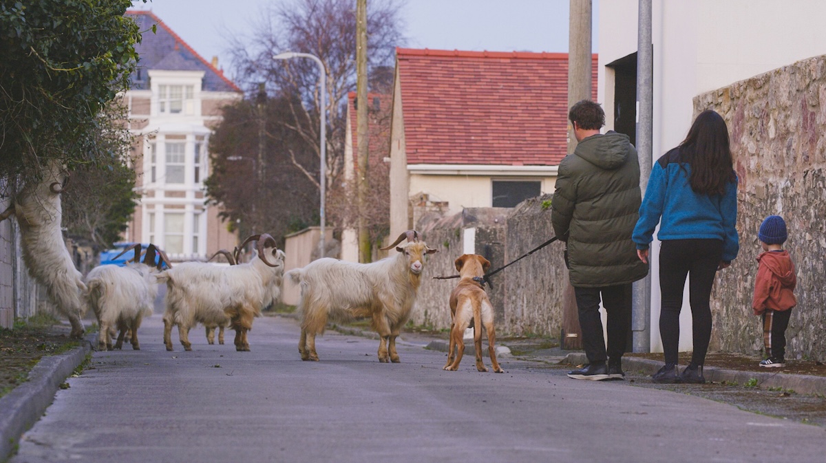 People and dog stop to look at herd of goats in town.