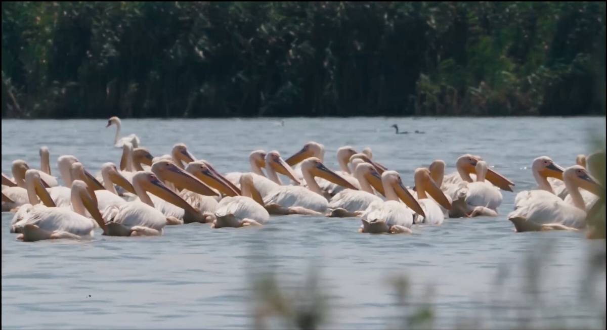 Birds float on water.