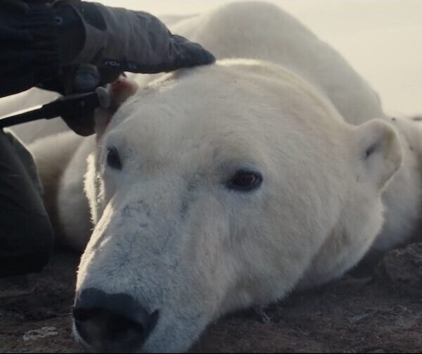 Polar bear on ground with human hand holding their neck.