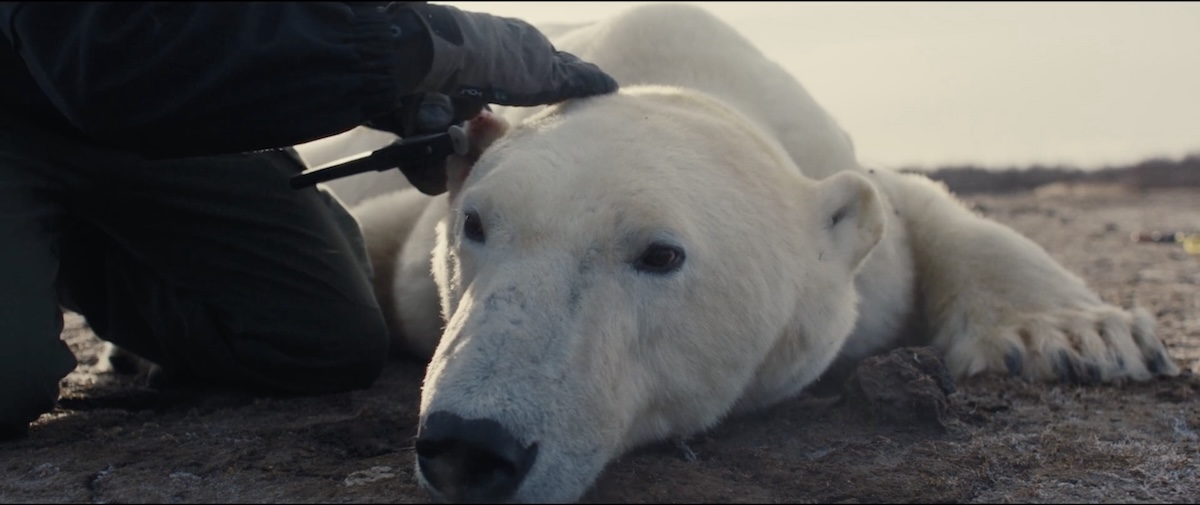 Polar bear on ground with human hand holding their neck.