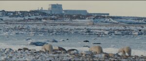 Polar bears in landscape with building in background.