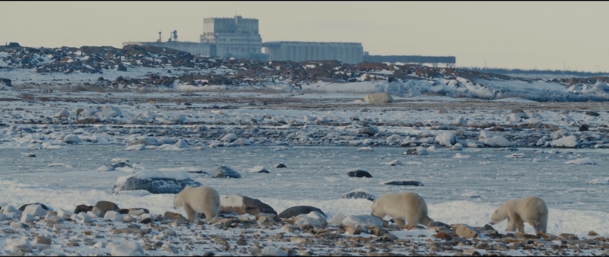 Polar bears in landscape with building in background.