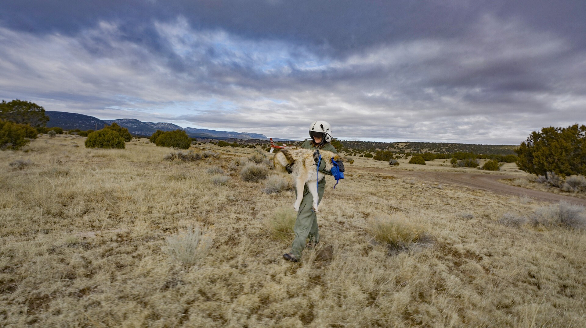 Person carrying wolf.
