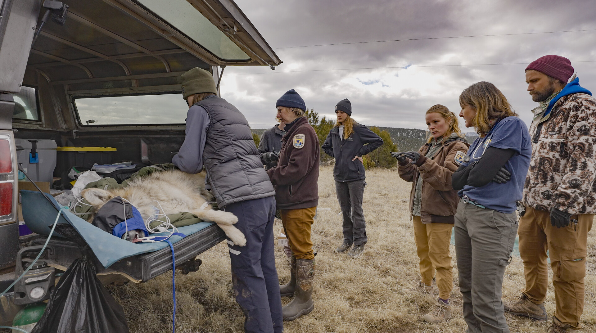 Group of people taking care of wolf.
