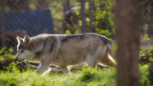 Wolf in forest.