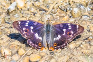 Purple butterfly on ground.