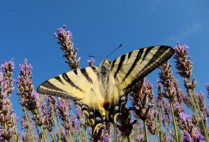 Yellow and black butterfly on plant.