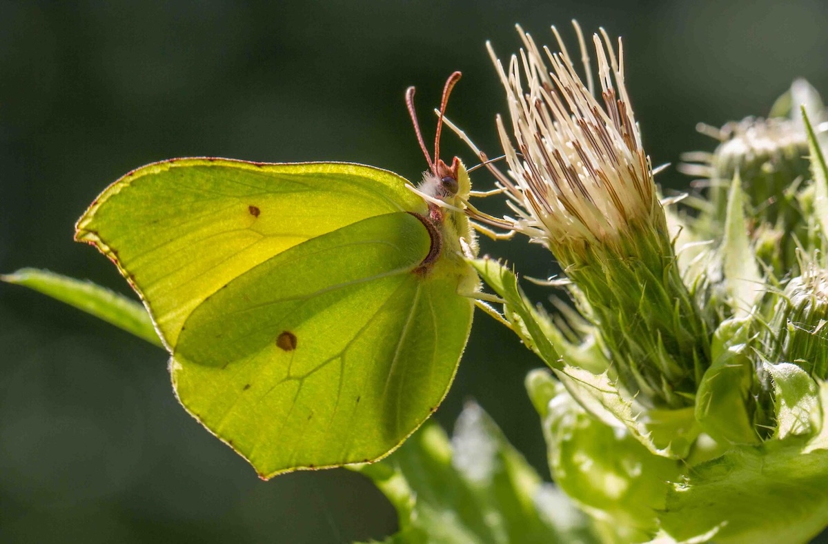 Green butterfly on plant.
