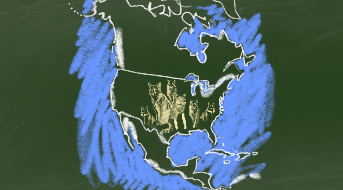 Drawing on chalkboard of group of wolves standing in North America.