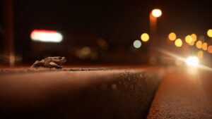 Frog on road at night.
