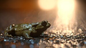 Frog on road at night.