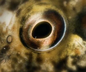 Close up of eye.