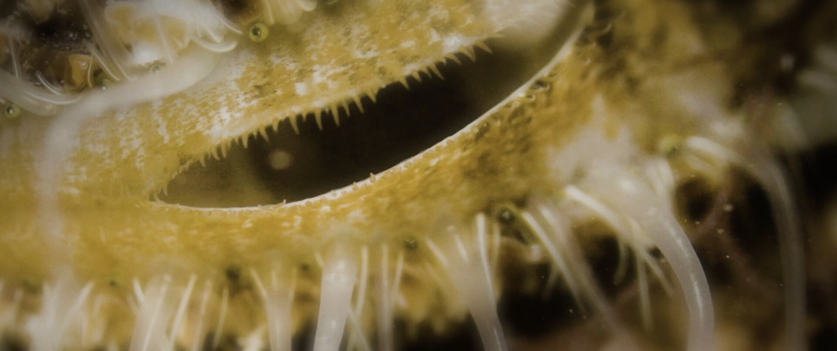 Image of underwater organism.