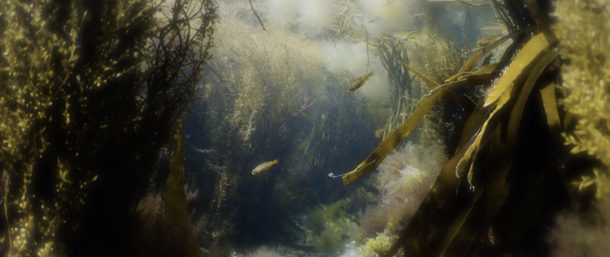Image of underwater ecosystem.
