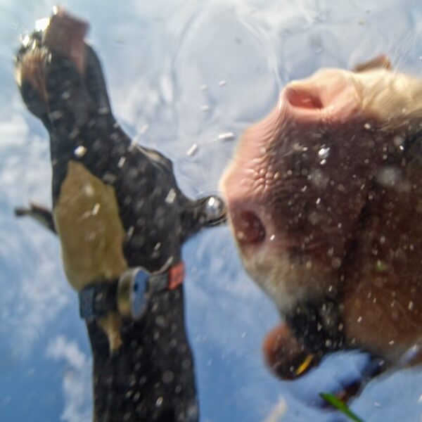 Horses looking into water.
