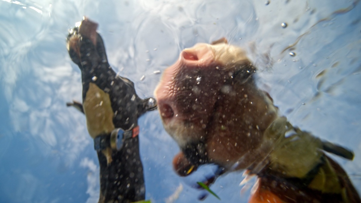 Horses looking into water.