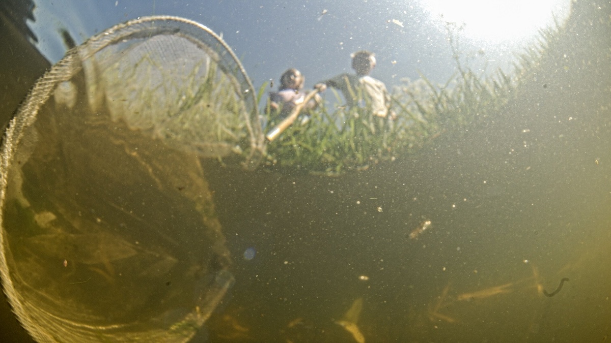 Kids dipping net in water.