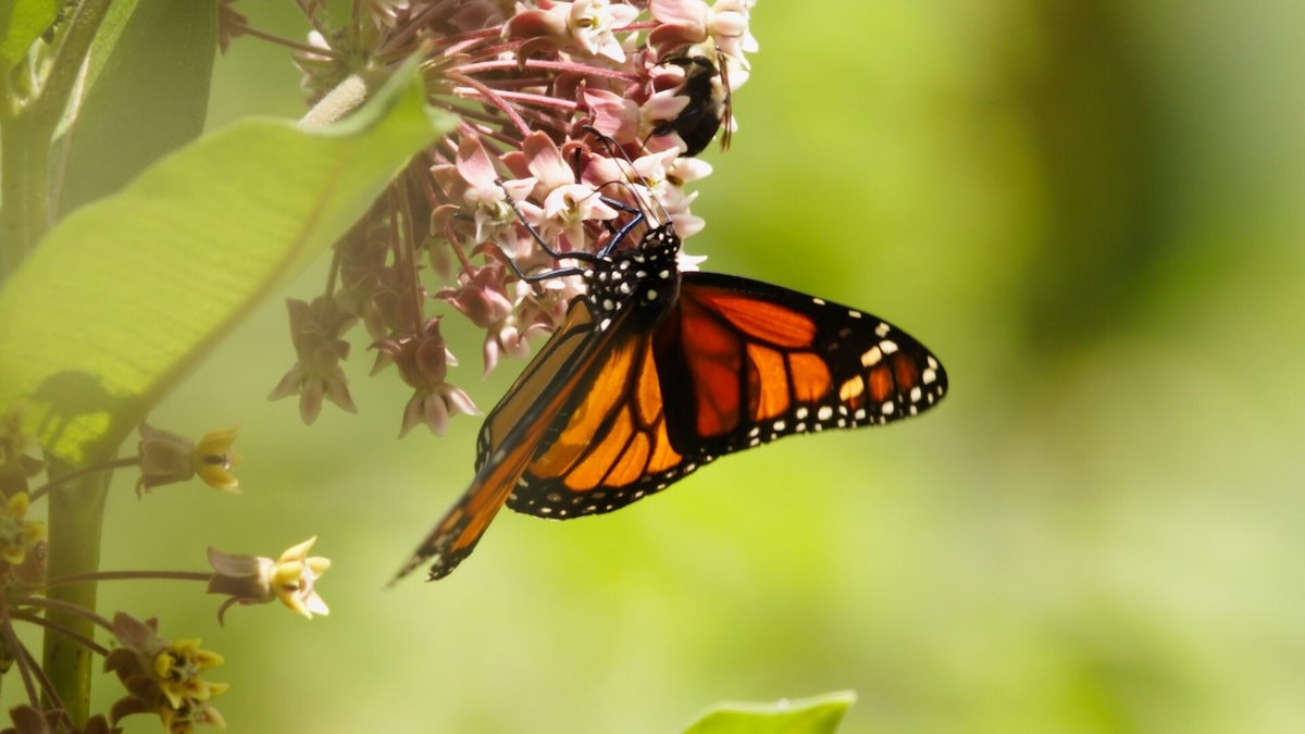 Butterfly on plant.