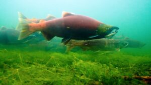 Fish swim in water.