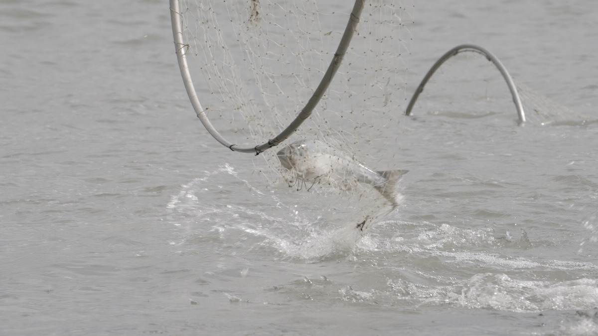 Fish caught in a net.
