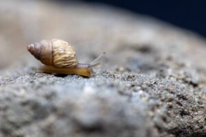 Snail on rock surface.