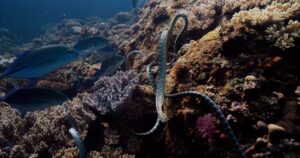 Snakes swim underwater.