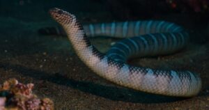 Snake in ground.