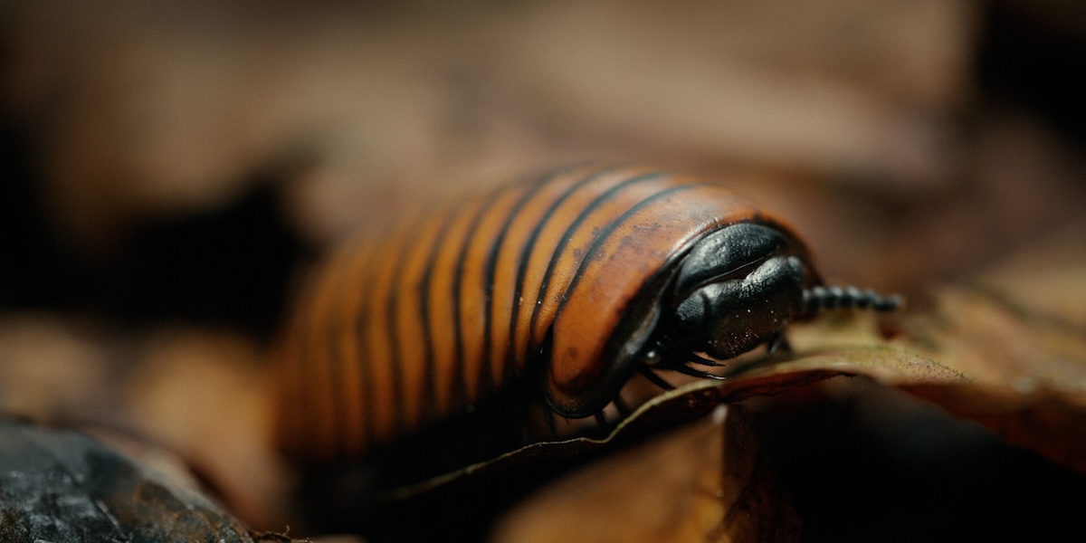 Close up of cockroach.