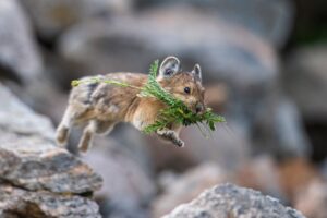 Small mammal jumps with green plant in mouth.