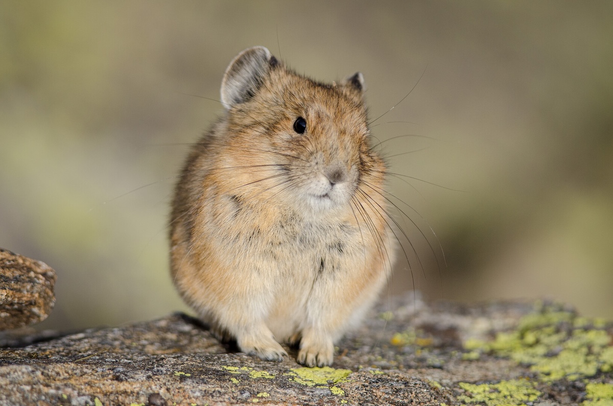 Small mammal sits on ground.