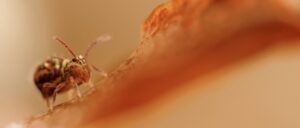 Spider in orange environment.
