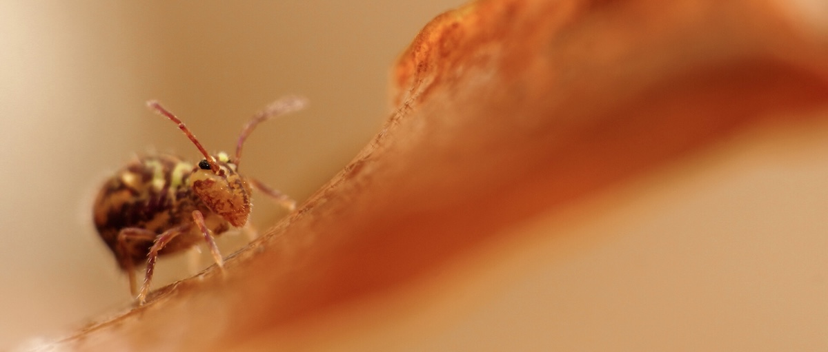 Spider in orange environment.