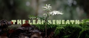 Logs with plants.