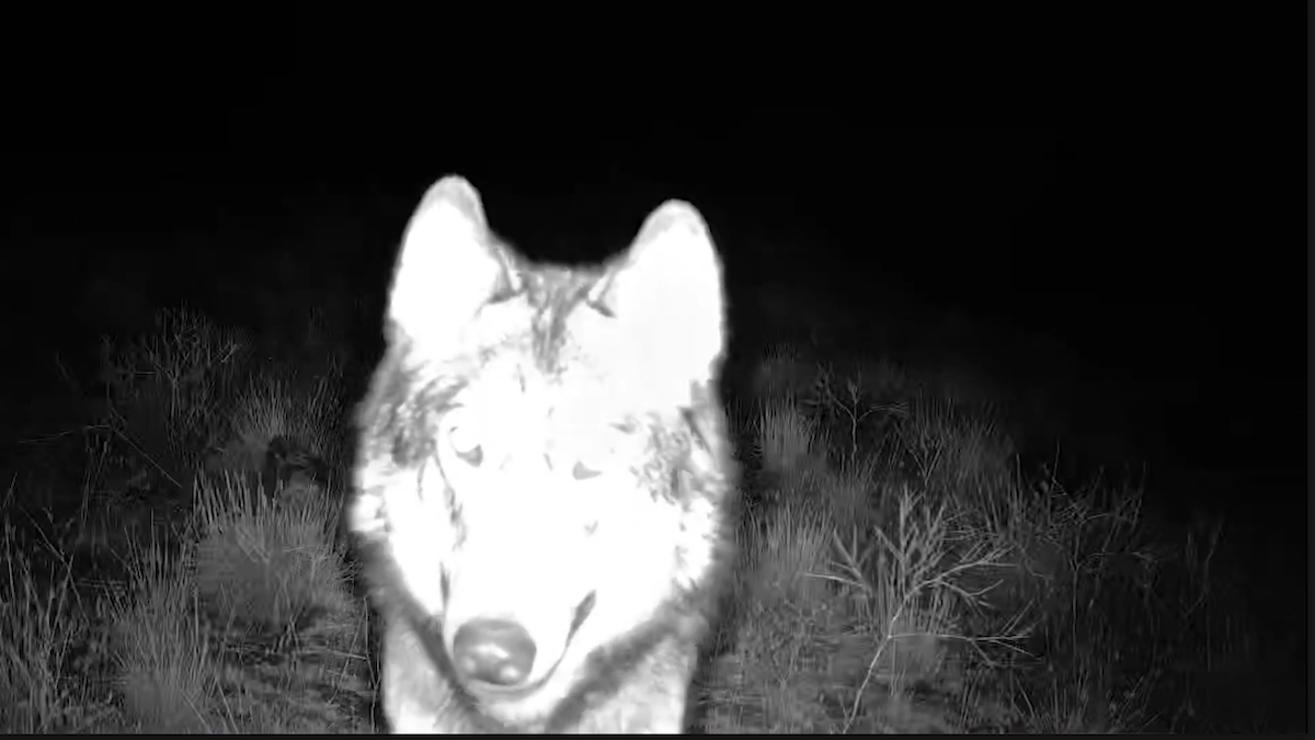 Night vision of wolf up close.