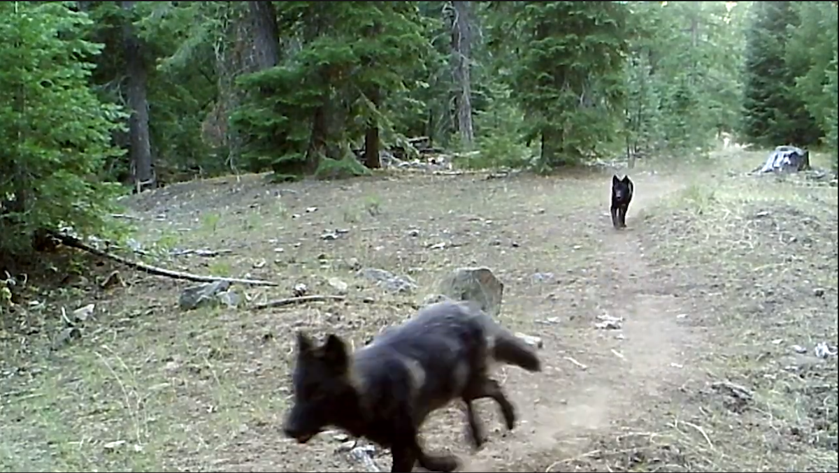 Wolf running in forest.